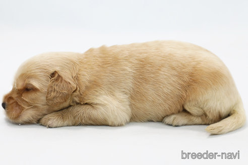 成約済の神奈川県のミックス犬-328250の2枚目